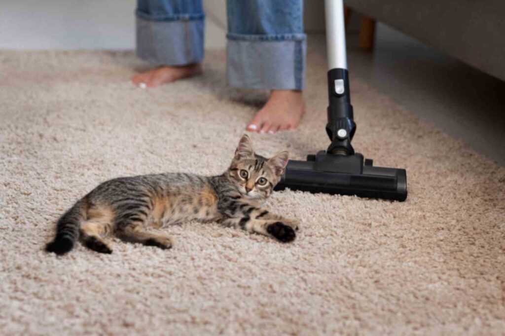 Best Carpet Cleaning Windsor Tips for Removing Pet Stains and Odors