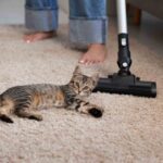 Best Carpet Cleaning Windsor Tips for Removing Pet Stains and Odors